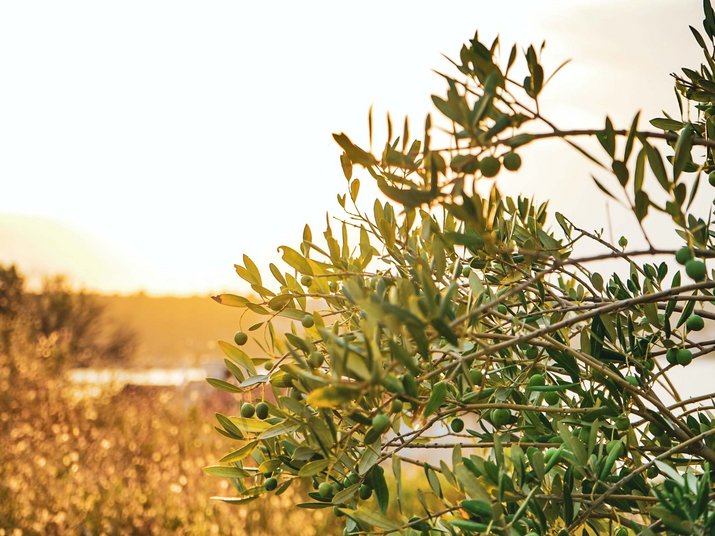 Relax sul Lago di Garda: il nostro giardino Relax sul Lago di Garda: il nostro giardino