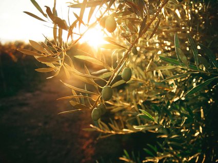 Relax sul Lago di Garda: il nostro giardino Relax sul Lago di Garda: il nostro giardino